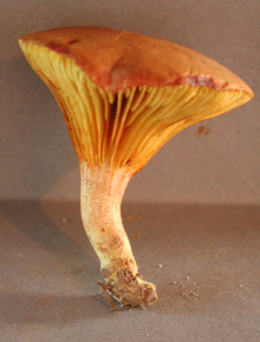 Phylloporus rhodoxanthus